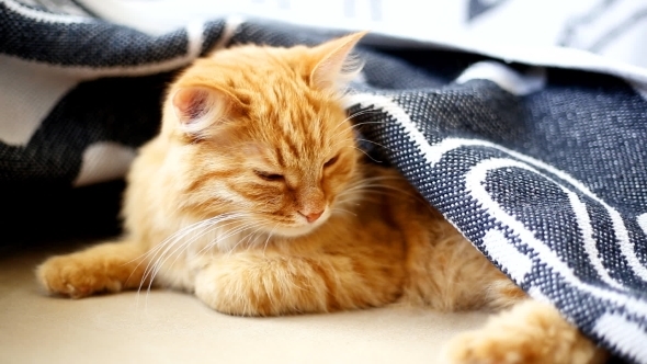 Ginger Cat Lies On Bed