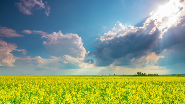 Rape Field And Dramatic Sky