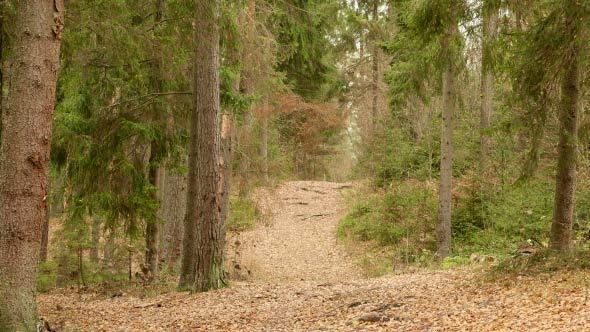 Autumn Forest