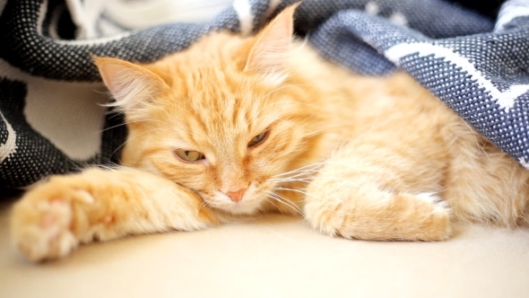 Ginger Cat Lies On Bed. Cute Cozy Bedtime At Home.