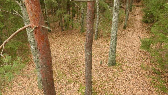 Trees in the Autumn Forest