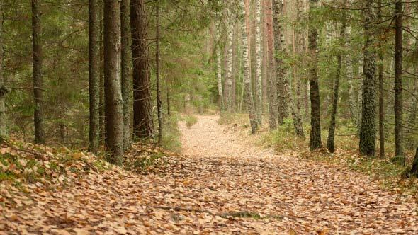 Autumn Trail