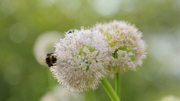 Bee on a Flower of Onions