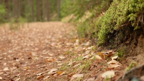 Over the Forest Trail