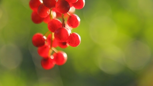 Bunch of Bird Cherry