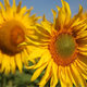 Sunflowers - VideoHive Item for Sale