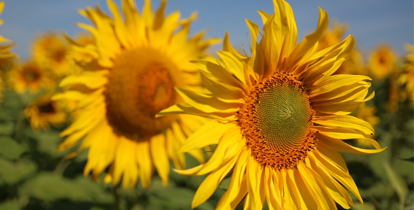 Sunflowers