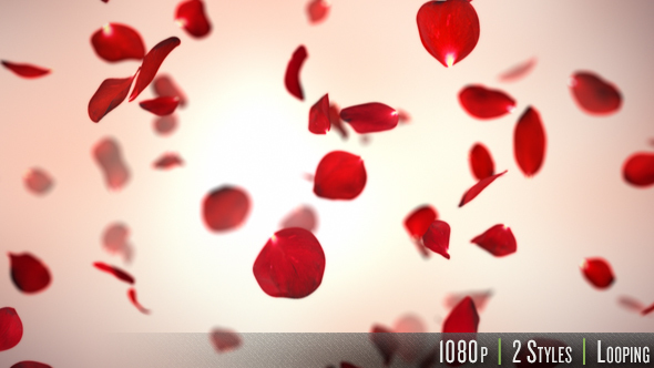 Falling Red Rose Petals Background