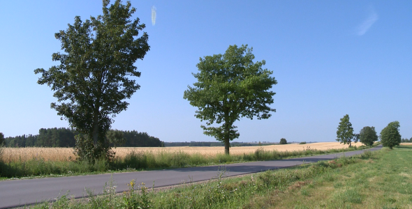 Road in the fields.