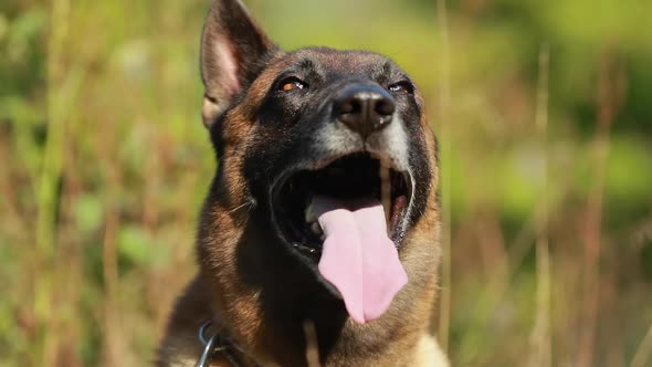 Slow Motion Of Close Up Of Face Of Malinois Dog Lying In Grass