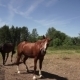 Horses In The Paddock On a Background Sky - VideoHive Item for Sale