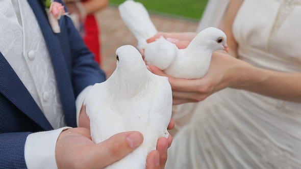 Newlyweds are Holding Pigeons in the hands