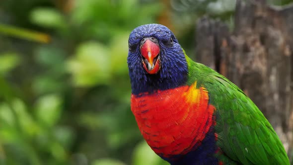 Colorful Parrot In Zoo