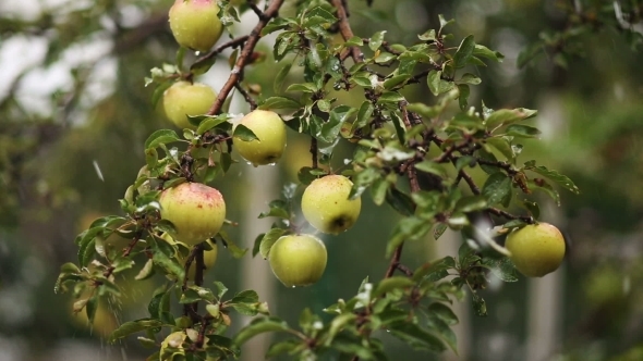 Apples In Snow