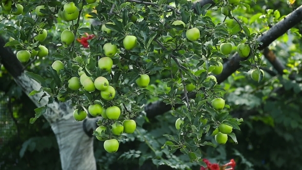 Green Apples On a Tree