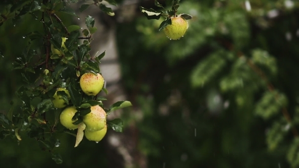 Apples In Snow