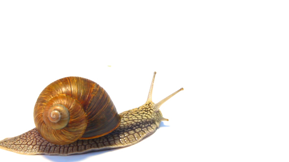 Snail Crawling On A White Background