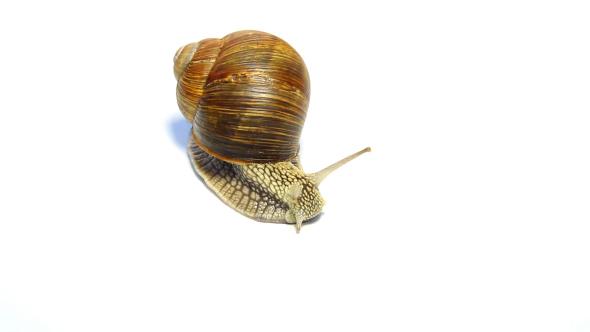 Snail Crawling On A White Background