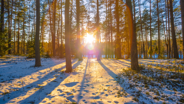 Sunset In Winter Forest