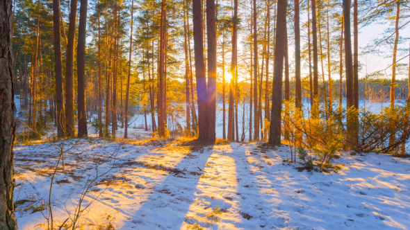 Sunset In Winter Forest