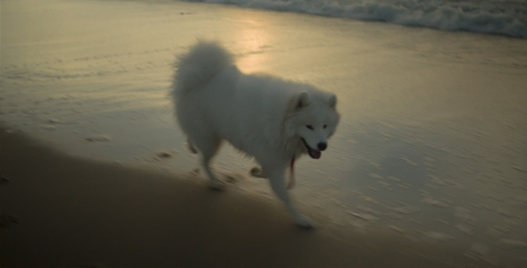 Dog Running Along the Beach
