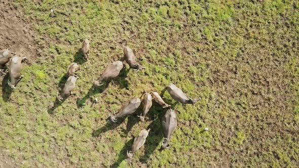 Drone view of wild buffalos together in a field