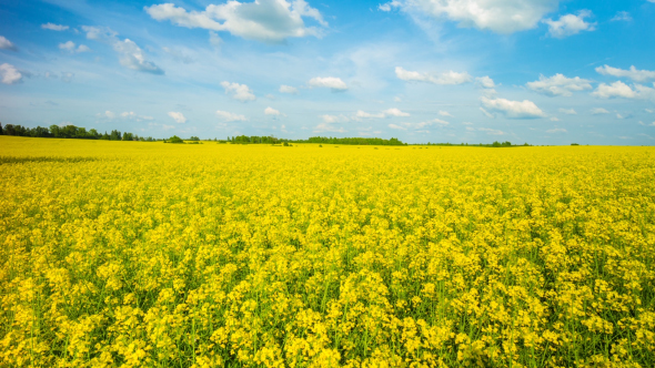 Blooming Canola On The Field alt