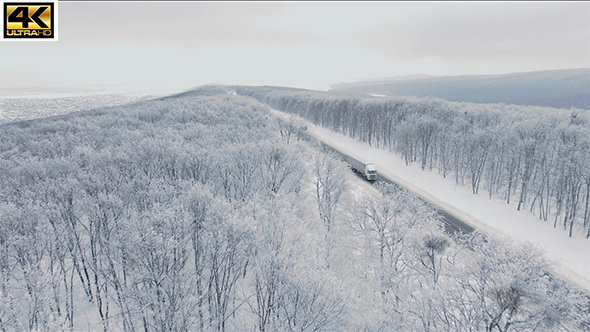 Frozen Forest II