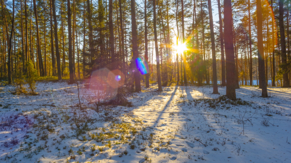 Sunset In The Winter Forest