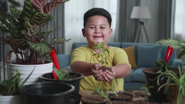 Asian Little Boy Holding Green Seedling On Soil