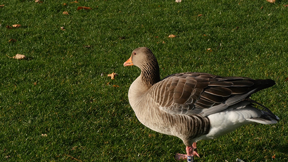 Gray Goose On Green Grass