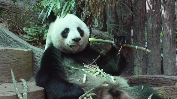 Giant Panda Bear Eating Bamboo