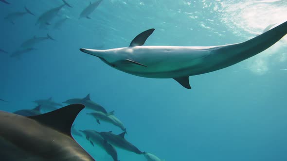 Beautiful Young Man Swimming Underwater with Dolphins in Pristine Blue Ocean Water Amazing