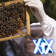 Apiculture - VideoHive Item for Sale