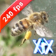 Flying Bee - VideoHive Item for Sale