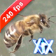 Honey Bee - VideoHive Item for Sale