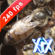 Queen Bee - VideoHive Item for Sale