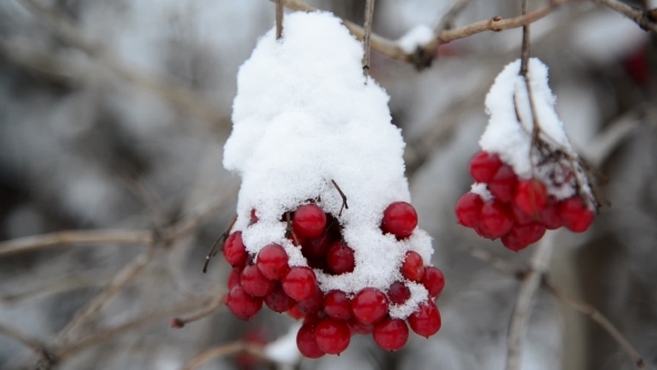 Viburnum Berries Covered In  Snow At Wintertime.