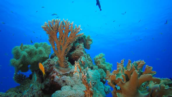 Underwater Red Sea Tropical