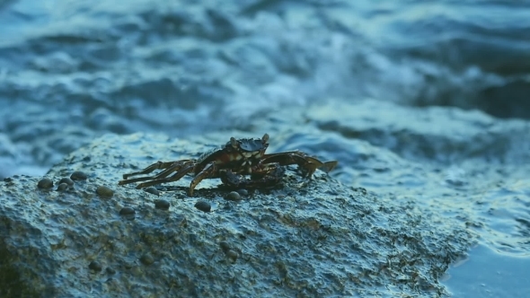 Crab on The Rock At The Beach