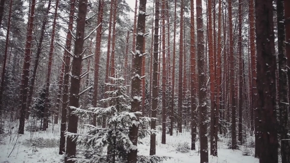 Aerial View: Winter Coniferous Forest: Spruce And Pine