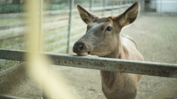 Deer In The Zoo