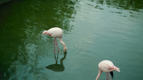   Flamingos Flock In The River