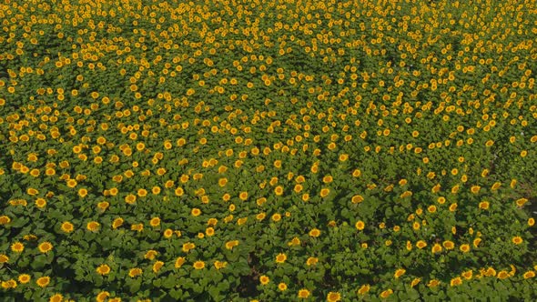 Blooming Sunflower Field in Summer