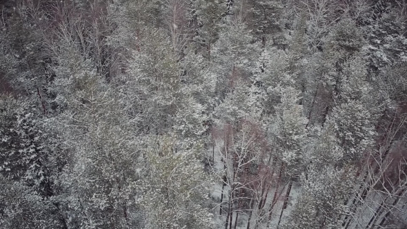 Snowfall In The Forest. Aerial Survey Over The Forest. The Tops Of The Trees