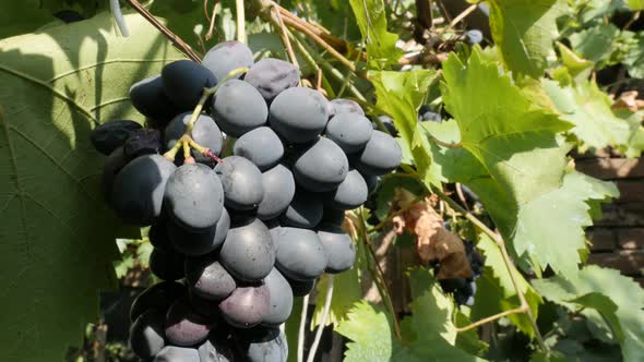 Purple Vitis vinifera fruit  in a vineyard close-up 4K footage
