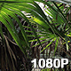Dwarf Palmettos in Louisiana Bayou - VideoHive Item for Sale