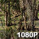 View of the Louisiana Bayou - VideoHive Item for Sale