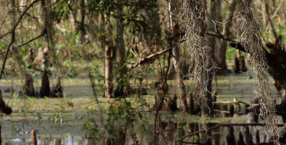 View of the Louisiana Bayou