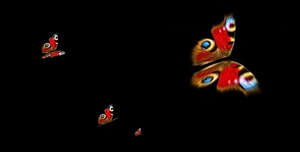 Peacock Butterflies - Loop alt